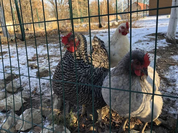 Gyönyörű Csirkék Állatkertben — Stock Fotó