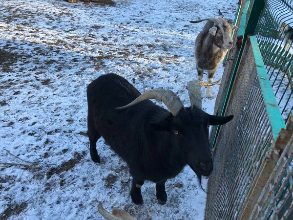 Black Goat Zoo — Stock Photo, Image