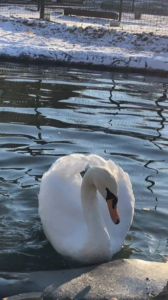 Beau Cygne Blanc Dans Lac — Photo