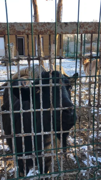 Schwarze Ziege Zoo — Stockfoto