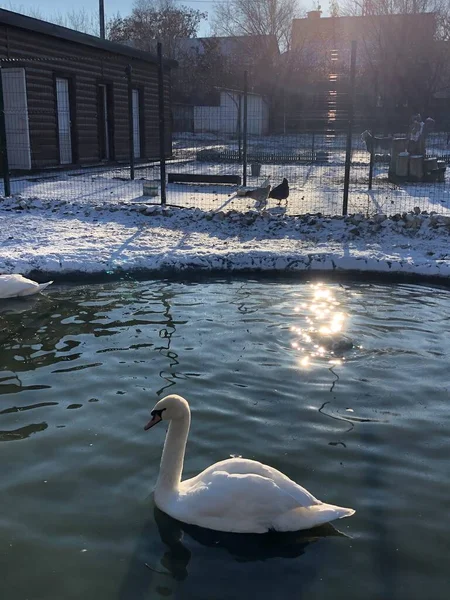 Cisne Branco Bonito Lago — Fotografia de Stock