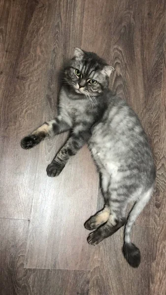 바닥에 재미있는 고양이 — 스톡 사진