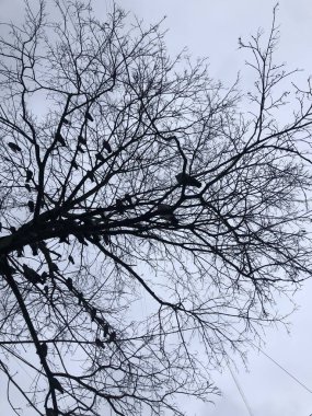 Kuşlu kış ağaçları