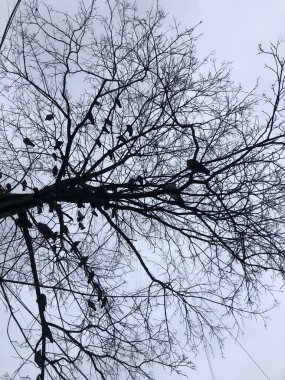 Kuşlu kış ağaçları