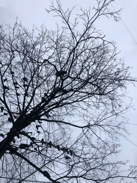 Kuşlu Kış Ağaçları — Stok fotoğraf