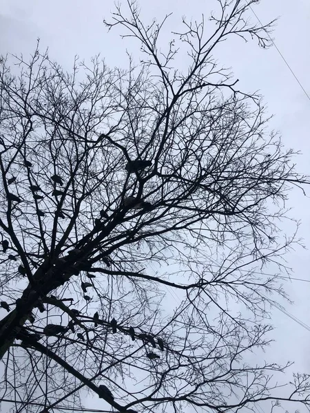 Alberi Invernali Con Uccelli — Foto Stock