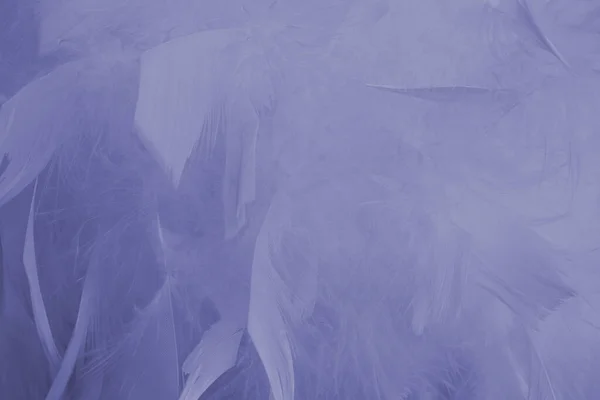 Abstrakte Schöne Sehr Peri Lila Farbe Federn Hintergrund Flauschige Federmode — Stockfoto