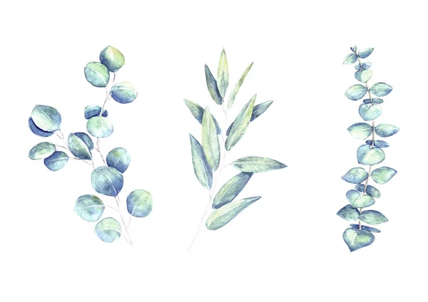 Eucalyptus Leaves Branches Teal Green Set Isolated White Background Watercolor — стоковое фото