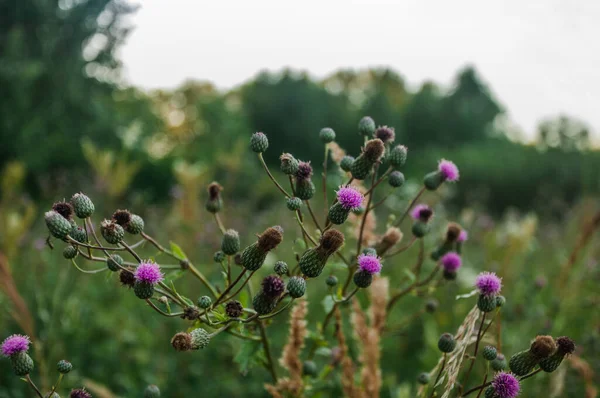 Thistle Flowers Foreground Summer Field — Stock Photo, Image