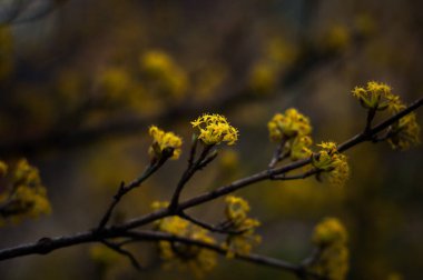 Baharda bir dalda sarı kızılcık çiçekleri