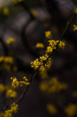 Baharda bir dalda sarı kızılcık çiçekleri