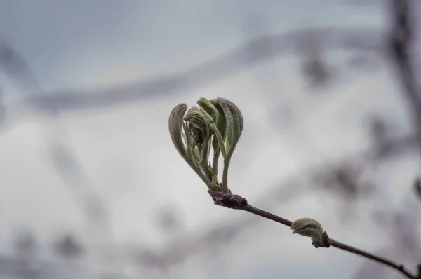Kwitnące Liście Kasztanowca Gałęzi Wiosną Świeżym Powietrzu — Zdjęcie stockowe