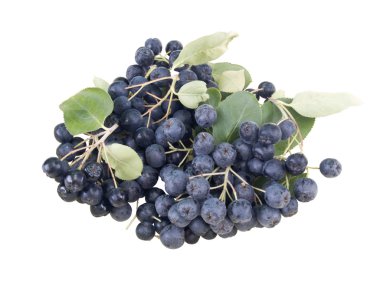 chokeberry