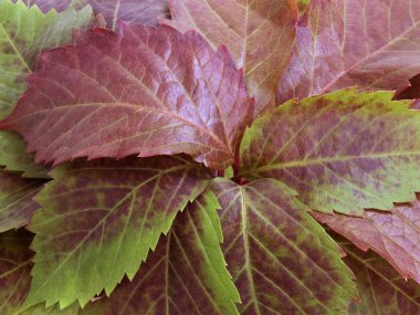 arka plandan sonbahar yaprakları