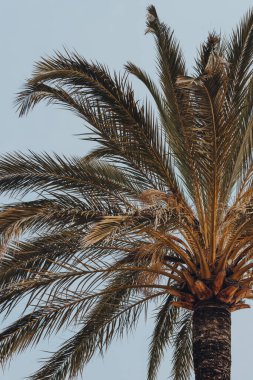 Low angle view of palm tree against blue sky, on a street in Nice, France.