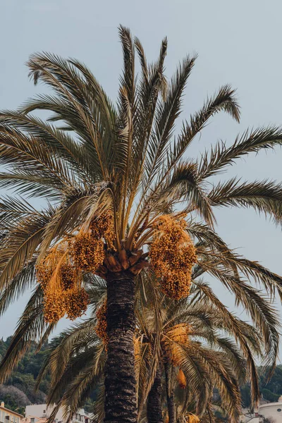 Low Angle View Row Palm Trees Nuts Street Nice France — Fotografia de Stock