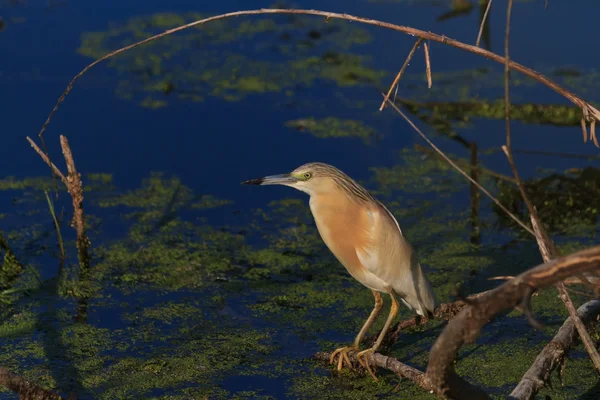 Heron Squacco (Ardeola ralloides ) — Fotografia de Stock