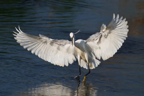 Piccolo gruzzolo (Egretta garzetta) — Foto Stock