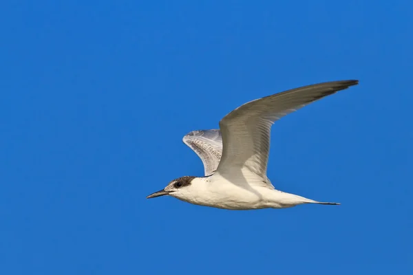 Common terns — Stock Photo, Image