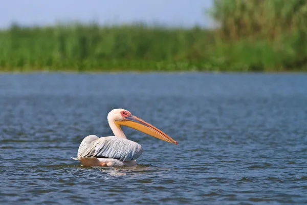 Pelikane (pelecanus onocrotalus)) — Stockfoto