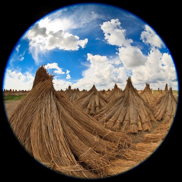 Aglomerado seco de cana — Fotografia de Stock