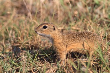 Otların arasındaki çayır köpeği