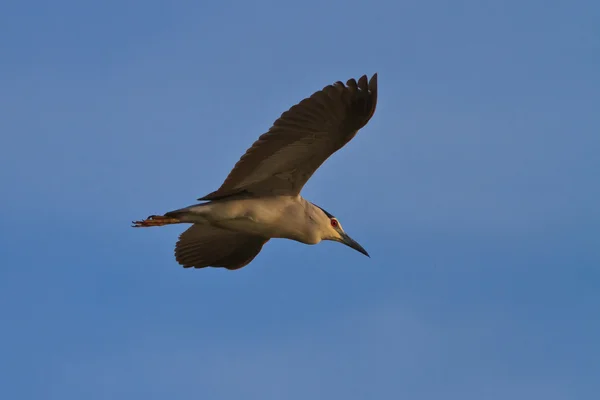 Μαύρο στεφθεί νύχτα heron — Φωτογραφία Αρχείου