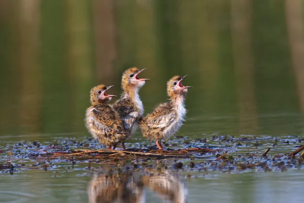 Göl üzerinde ortak sumru piliç