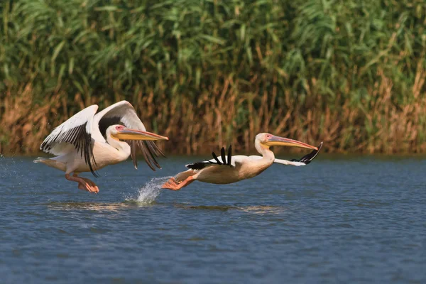 Pelícanos blancos (pelecanus onocrotalus ) — Foto de Stock