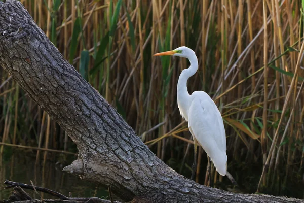 Grande Egret Branco — Fotografia de Stock