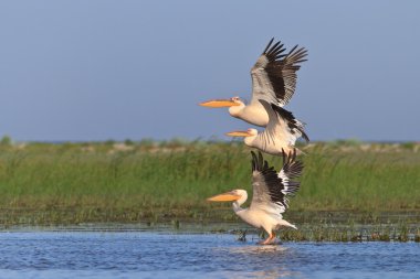 Beyaz Pelikan (pelecanus onocrotalus)