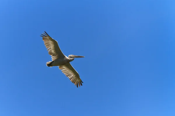 Dalmatianpelikaani (Pelecanus crispus)) — kuvapankkivalokuva