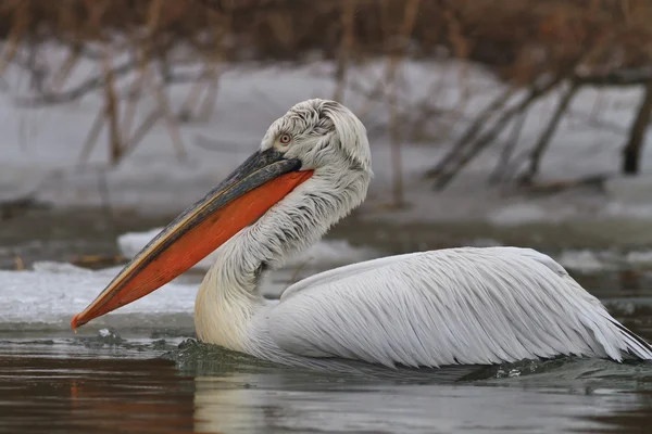 Tepeli pelikan (Pelecanus crispus) kışın — Stok fotoğraf