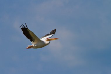 beyaz pelikan (Pelecanus onocrotalus)