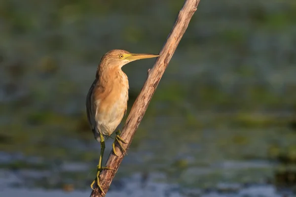 Squacco 鹭 (Ardeola ralloides) — 图库照片