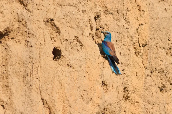 Европейский ролик (coracias garrulus ) — стоковое фото