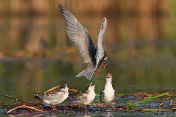 Gaviota común — Foto de Stock