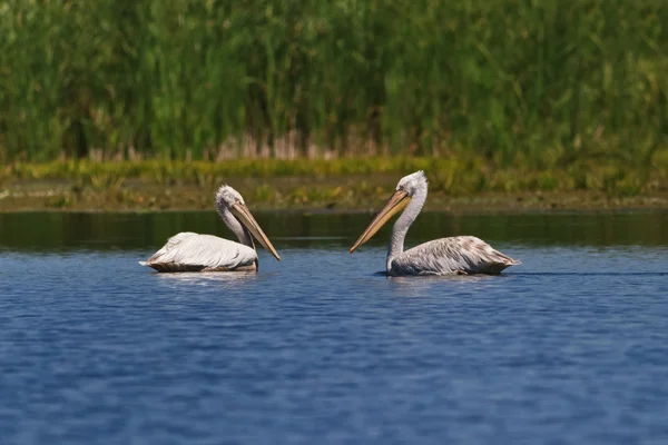 Dalmatyńczyki pelikanów (Pelecanus crispus) — Zdjęcie stockowe