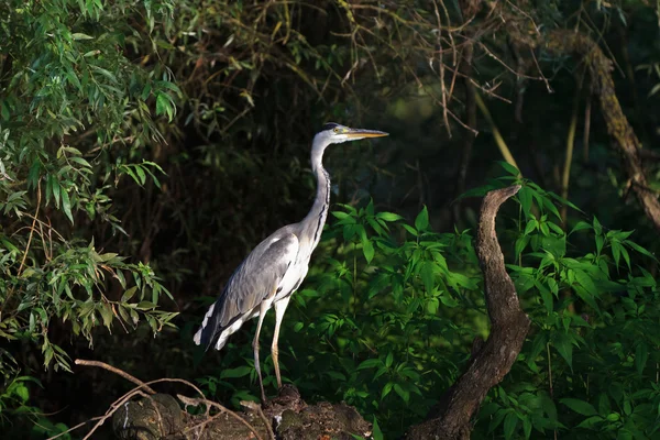 グレイ・ヘロン（Ardea cinerea）) — ストック写真