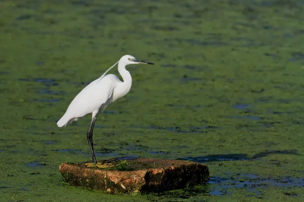 리틀 Egret (Egretta garzetta)) — 스톡 사진