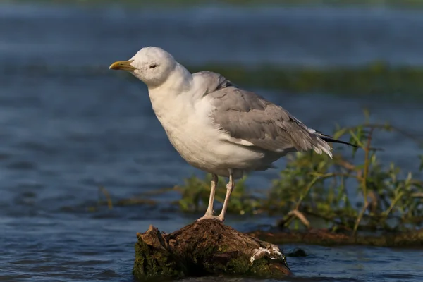 Gaviota — Foto de Stock