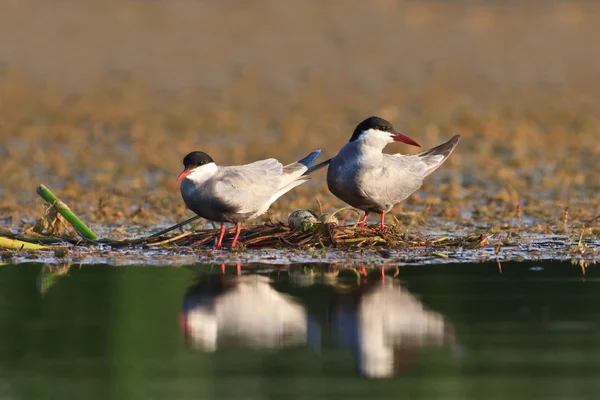 Common terns — Stock Photo, Image