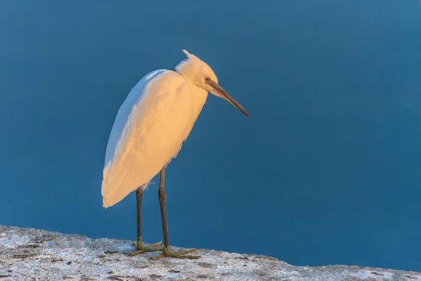 Żółwik (Egretta garzetta) — Zdjęcie stockowe