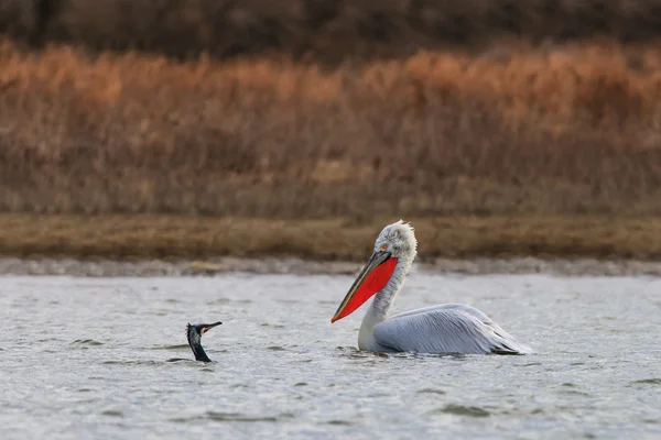 Dalmatische pelikaan en Aalscholver — Stockfoto