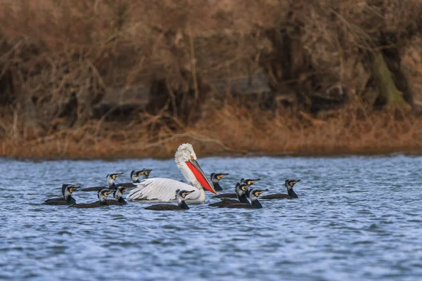 Dalmatische pelikaan en aalscholvers — Stockfoto