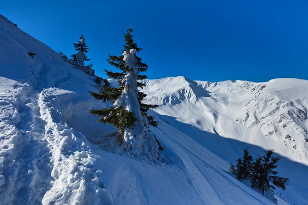 Pino in inverno — Foto Stock