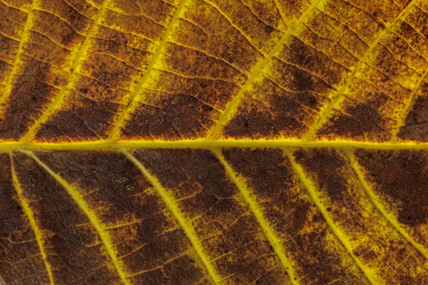 Hoja de otoño — Foto de Stock