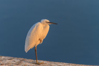 Küçük Egret (Egretta garzetta)