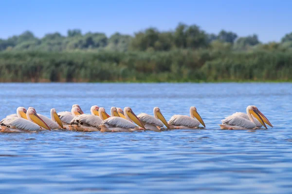 Fehér pelikánok (pelecanus onocrotalus) — Stock Fotó