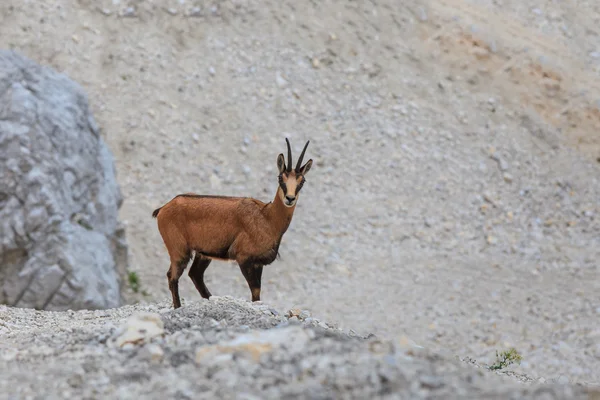 Chamois (Rupicapra Carpatica) — Stok fotoğraf